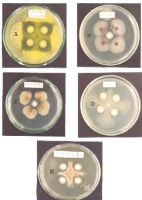 Fig. 1. Antagonistic effects of the isolated DY5 against five crop pathogenic fungi. Antagonistic effects are shown by the inhibition zones formed around disk papers on the PDA cultures.
