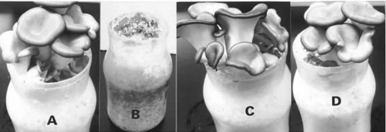 Fig. 7. In vivo  antifungal activity of  Paenibacillus polymyxa  DY5 on the production of fruiting bodies of  Pleurotus ostreatus 