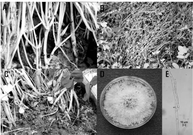 Table 1. Comparison of mycological characteristics between the present isolate obtained from  Astragalus sinicus  and Sclerotium rolfsii  described previously 