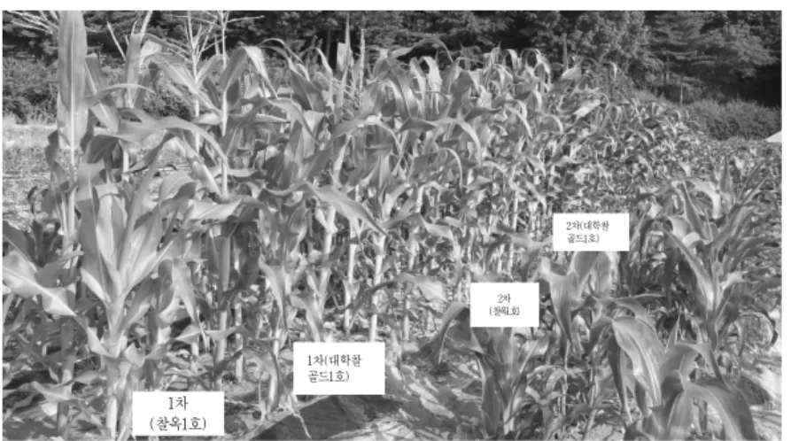 Table 1. Major botanical characteristics of Daehakchal Gold 1 at each different planting time.