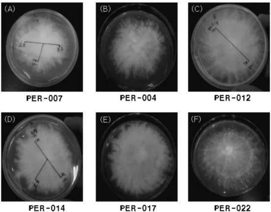 Fig. 1. Mycelial characteristics of  P. eryngii  strains on PDA media.