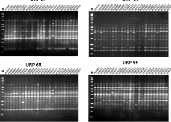Fig. 4 는  URP2F, URP4R, URP6R, URP9F primer 에