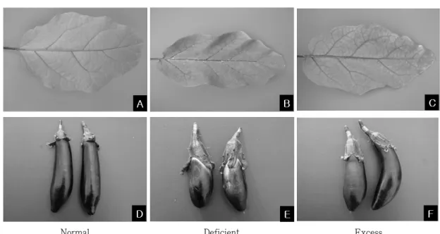 Fig. 2. Induced phosphorus deficiency and toxicity symptoms in ‘Chugyang' egg  plants (A: 