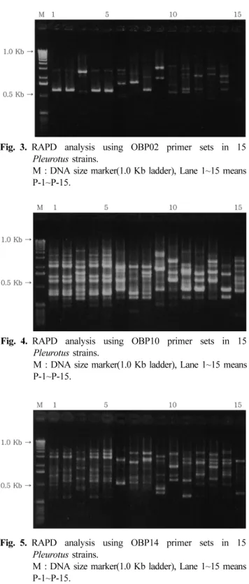 Fig. 3. RAPD analysis using OBP02 primer sets in 15 Pleurotus  strains.