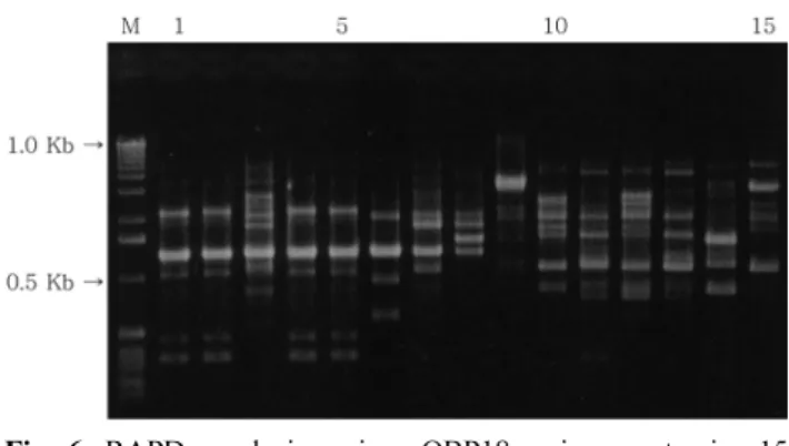 Fig. 7. Genetic relationships of  Pleurotus  strains based on RAPD analysis.