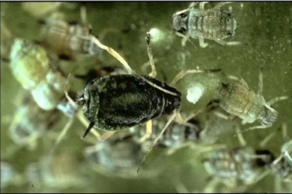 Fig. 2. General life cycle of aphids. Asexual reproduction occurs during most of the year  (summer cycle)