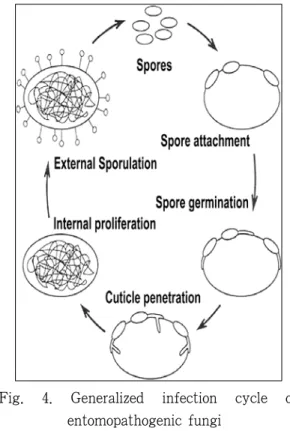 Fig.  4.  Generalized  infection  cycle  of   entomopathogenic fungi
