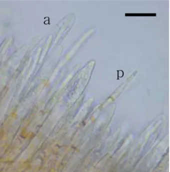 Fig. 4. Section of of  M .  paludosa  cap. Outmost yellow thin hymenium and inside cavity