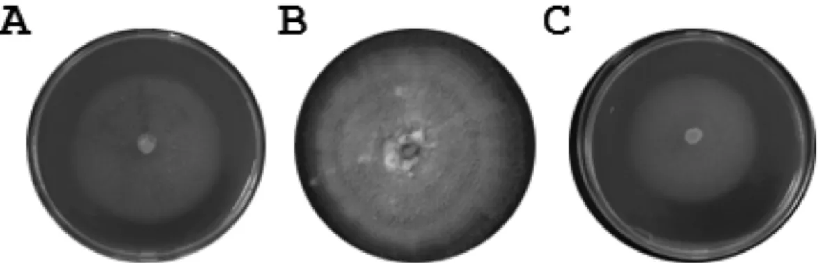 Fig. 2. Mycelial growth of the isolate DKM 0511 grown for 7 days on 2% MEA at different temperatures.