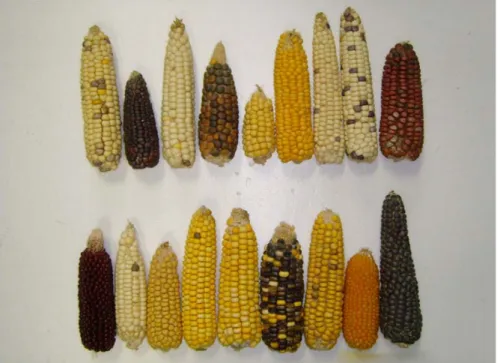 Fig. 2 Diversities of maize accessions collected from the domestic areas.