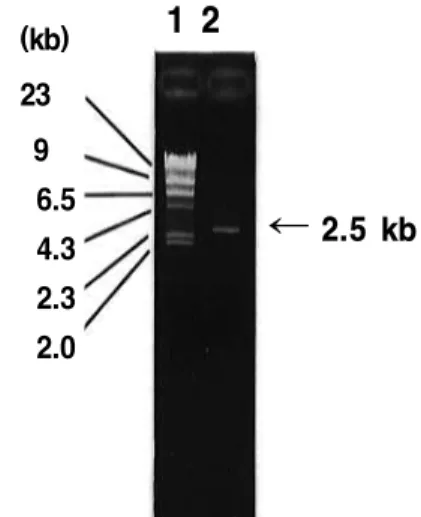 Fig. 1. PCR analysis of  γ -GTP gene generated  by  PCR  with  the  specific  primers  (F-2),  (R-2)  and  DNA  extracted  from Bacillus subtilis BS 62.