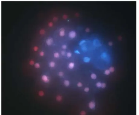 Fig. 1. A differentially stained parthenogenetic  porcine blastocyst. The blue-stained  objects  are  the  nuclei  of  the  inner  cell mass cells and the pink-stained  objects  are  the  nuclei  of  the  trophectoderm (200x).