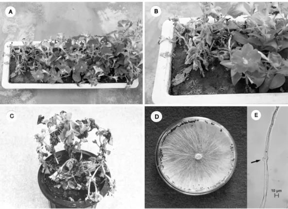 Table 1. Comparison of mycological characteristics of a present isolate obtained from  Petunia hybrida  and  Sclerotium rolfsii  described previously