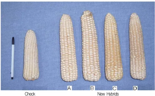 Fig. 1. Comparison of ear type for check and new waxy hybrids used in this study