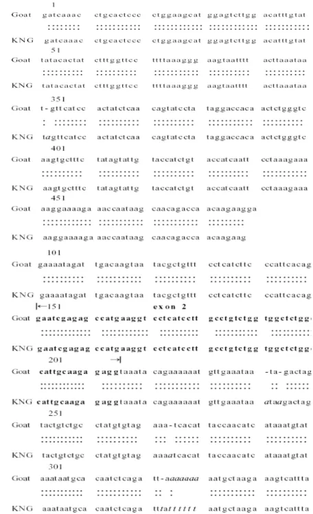 Fig. 3. Sequence alignments of β-casein gene in Korean native goat and goat(M90556) reported in  GeneBank