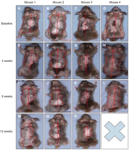 Fig. 1. Gross hair regrowth on the  control and treated side.  Com-parison of the baseline (A∼D) and  the 12 weeks (L∼O) shows gross  hair regrowth only on the treated  side in 3 mice (L∼N), but both  sides showed similar gross hair  regrowth in mouse 3 (O