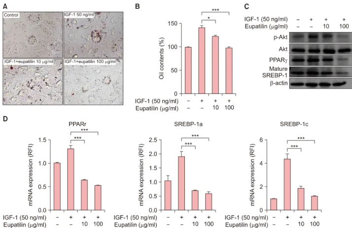 Fig. 1. Effects of eupatilin on the intracellular lipid synthesis of SZ95 sebocytes. With the exception of the control group, SZ95 sebocytes  were pretreated with 50 ng/ml of insulin-like growth factor (IGF)-1 for 48 hours and then with 10 μg/ml or 100 μg/