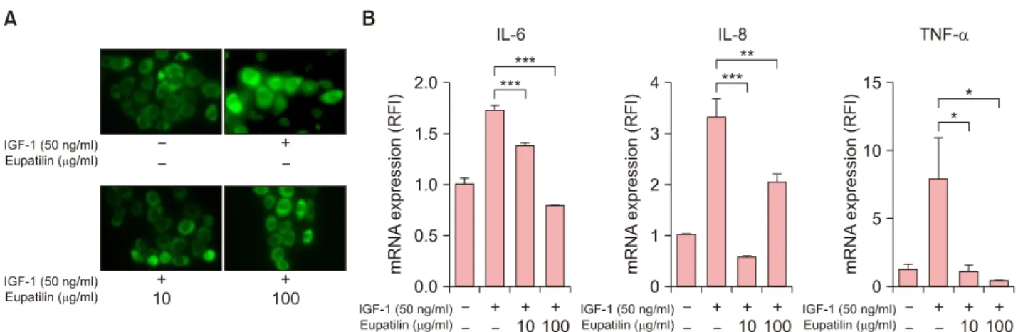 Fig. 2. Inhibition of insulin-like growth factor (IGF)-1–induced (pro)inflammatory cytokines of SZ95 sebocytes by eupatilin