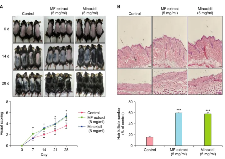 Fig. 3. Effect of Melandrium firmum (MF) extract on hair growth in C57BL/6J mice. (A) Comparison of dorsal skin colors and hair  growth on days 0, 14, and 28 after depilation and the visual scoring of the hair growth-promoting effect of MF extract