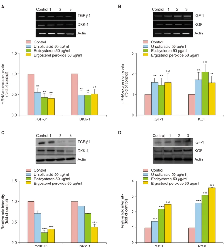 Fig. 7. Effect of ursolic acid, ecdcysteron, and ergosterol peroxide on gene expression in human hair dermal palilla cells