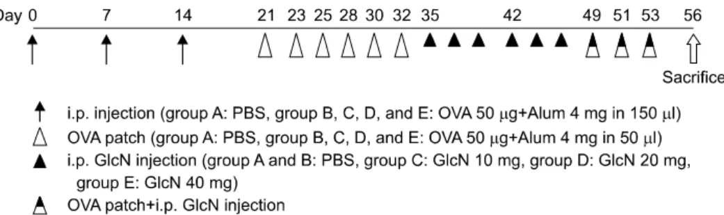 Fig. 1. Study protocol for this experiment. Normal (group A) and atopic dermatitis (AD) groups (groups B∼E)