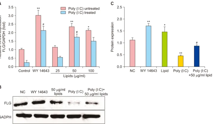 Fig. 2. The positive effect of lipids on filaggrin (FLG) mRNA and protein in normal human epidermal keratinocyte cells