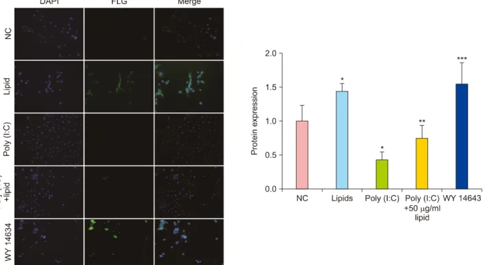 Fig. 3. Lipids improved the expression of filaggrin (FLG) with or without poly (I:C) in normal human epidermal keratinocytes; im- im-munofluorescence ×200