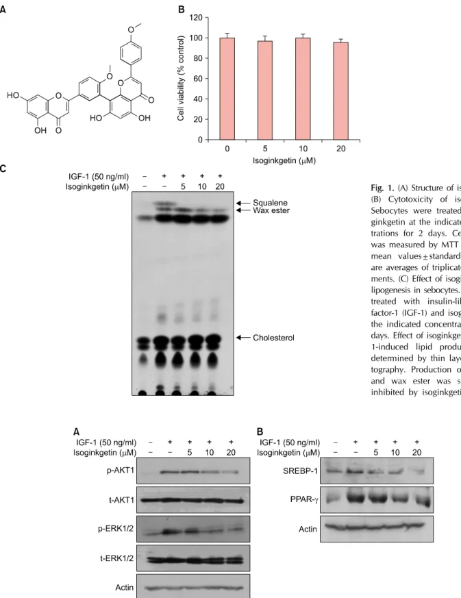 Fig. 2. (A) Effect of isoginkgetin on intracellular signaling. Sebocytes were pretreated with isoginkgetin at the indicated concentrations  for 30 minutes, then insulin-like growth factor-1 (IGF-1) was added to the culture and incubated for a further 30 mi