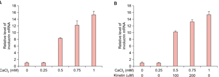 Fig. 3. The effect of kinetin on keratin 1 mRNA expression in HaCaT keratinocytes. Relative expression level of keratin 1 mRNA in  CaCl 2 -treated (A) and CaCl 2  plus kinetin-treated HaCaT keratinocytes was determined by quantitative real-time polymerase 