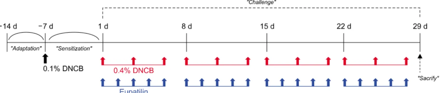 Fig. 1. Experimental design. DNCB: 2,4-dinitrochlorobenzene.