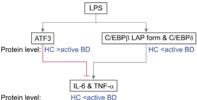 Fig. 5. Graphical summary. LPS: lipopolysccharide, ATF3: 