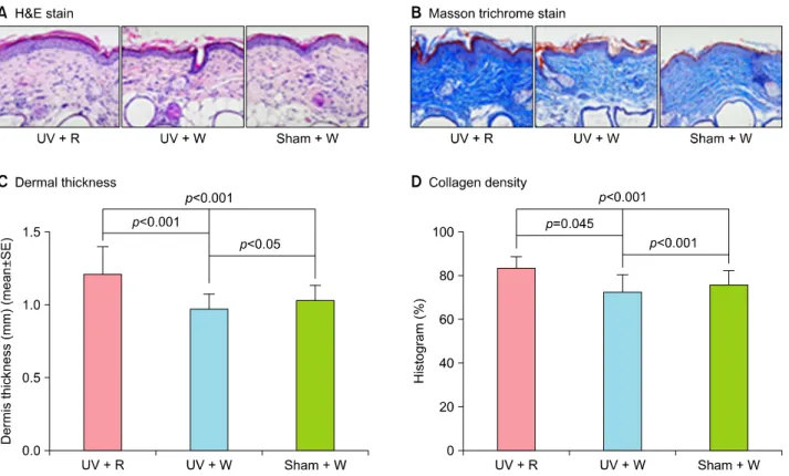 Fig. 3.  Rhus verniciflua  Stokes extract (RVE) increased dermal thickness and collagen density in photo-aged murine skin