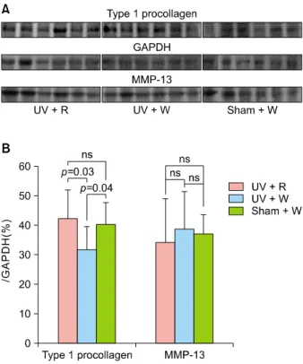 Fig. 4.  Rhus verniciflua  Stokes extract (RVE) affected type 1  procollagen but not matrix metalloprotease (MMP)-13 in  photo-aged murine skin