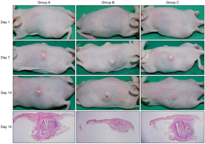 Fig. 1. Clinical inflammatory lesions in group B and group C improved greatly compared to those in group A.