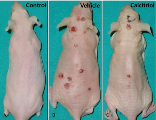 Fig. 1. Gross morphology of dorsum  of mouse of each group at 25th  week of experiment