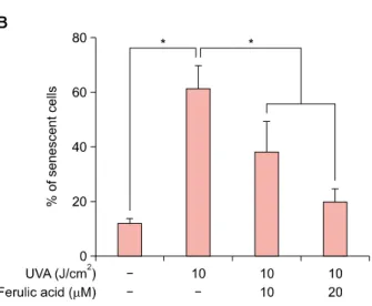 Fig. 4. Effects of ferulic acid on cellular senescence and ex- ex-tracellular matrix reconstruction