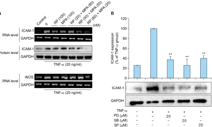Fig. 4. Inhibitory effects of rapamycin (RP) and mycophenolic acid (MPA) on tumor necrosis factor (TNF)-α-induced intercellular  adhesion molecule 1 (ICAM-1) and inducible nitric oxide synthase (iNOS) expression in HaCaT cells
