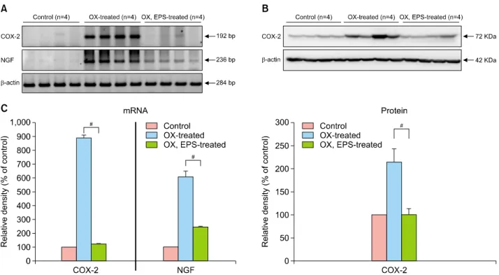 Fig. 3. Anti-inflammatory activity of ethanol extract of peanut sprouts (EPS) on oxazolone (OX)-induced skin inflammation in hairless  mice