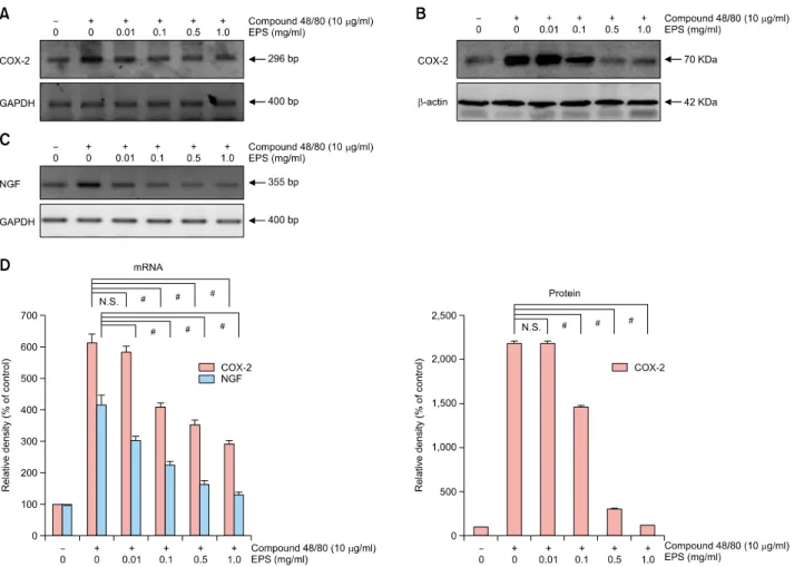 Fig. 5. Inhibitory effect of ethanol extract of peanut sprouts (EPS) on compound 48/80-induced expression of cyclooxygenase-2 (COX-2)  and nerve growth factor (NGF) in HaCaT cells