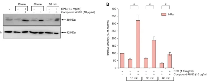 Fig. 6. Ethanol extract of peanut sprouts (EPS) exerts an anti-inflammatory activity by upregulating IκBα expression in compound  48/80-treated HaCaT cells