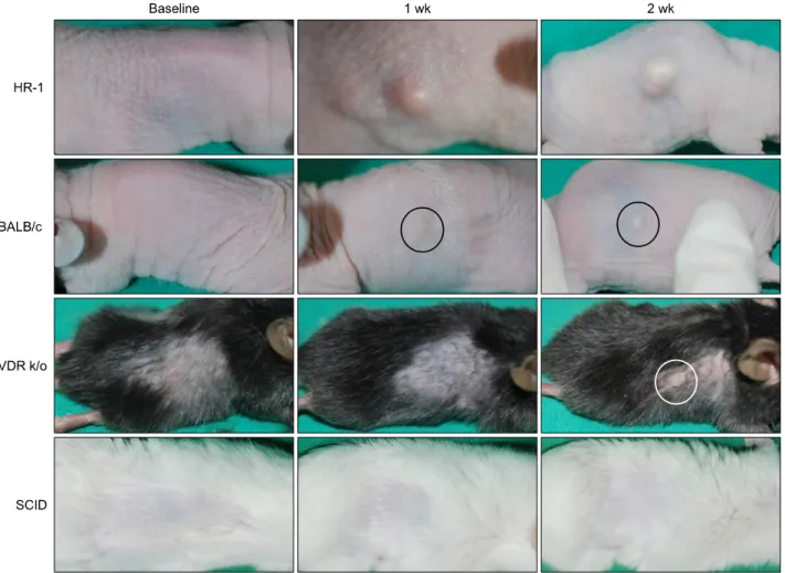 Fig. 1. Two weeks after injection with 10 8  colony forming unit/μl  Propionibacterium acnes suspension, clinical inflammation was  significantly more prominent of HR-1 mice than the three other strains