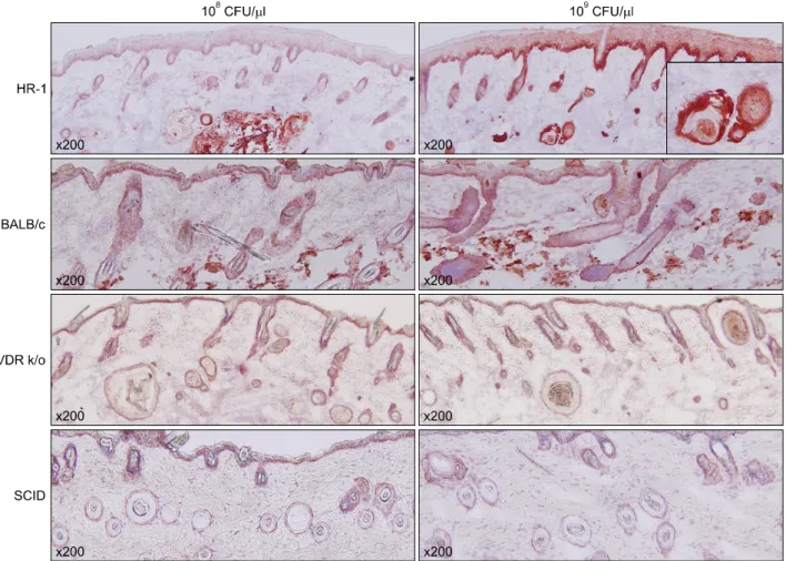 Fig. 4. Integrin  α6 expression was significantly higher in the lower epidermis of injected HR-1 mice (particularly at 10 9  CFU/μl)  than the other three mouse strains (staining method: H&amp;E)