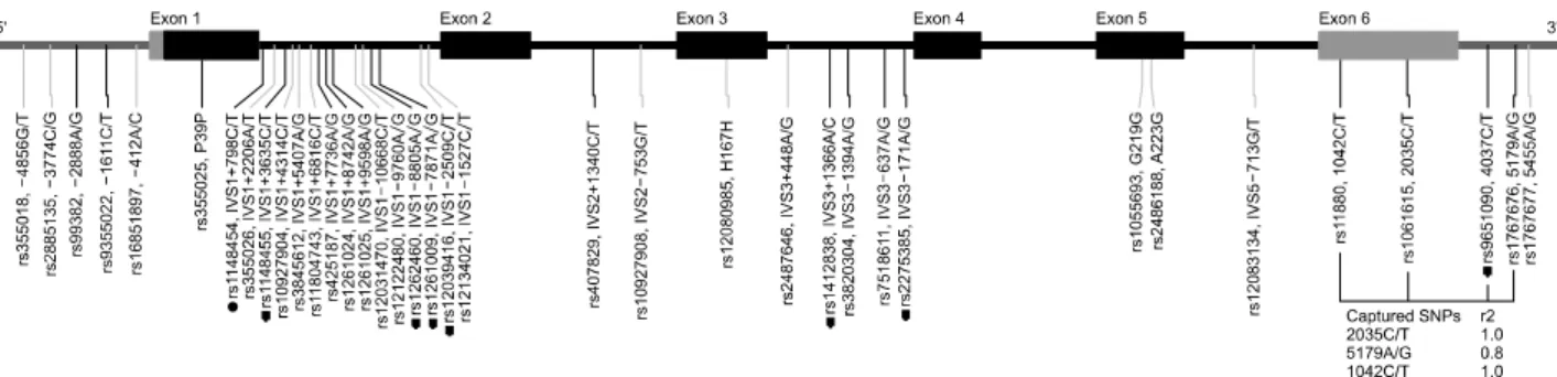 Fig. 1. Map of the podoplanin gene on chromosome 1p36.21 (41.7 kb). Black and grey blocks indicate coding exons, and the 5′