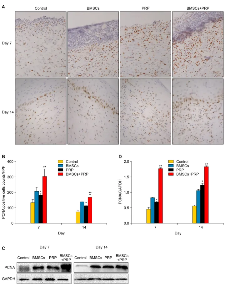 Fig. 5. Assessment of cell proliferation in wounds by proliferating cell nuclear antigen (PCNA)