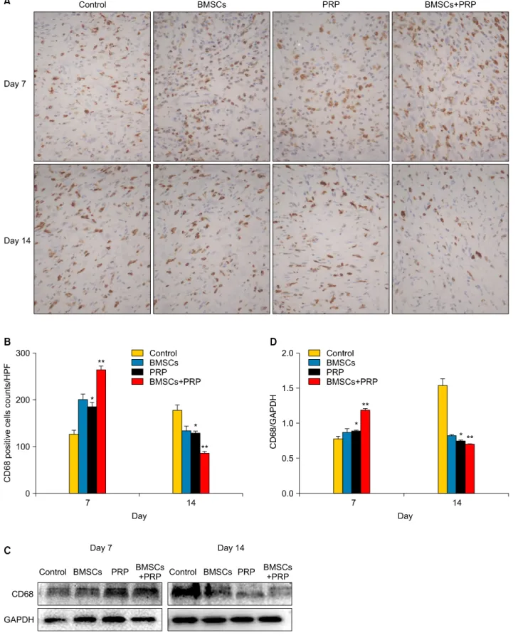 Fig. 6. Effect of treatment with bone marrow-derived mesenchymal stem cells (BMSCs) and platelet-rich plasma (PRP) on the inflammatory  response during wound healing