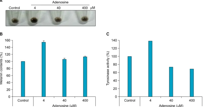 Fig. 1. Cell viability test. B16 melanoma cells were treated with  adenosine at the indicated concentrations for 24 hours