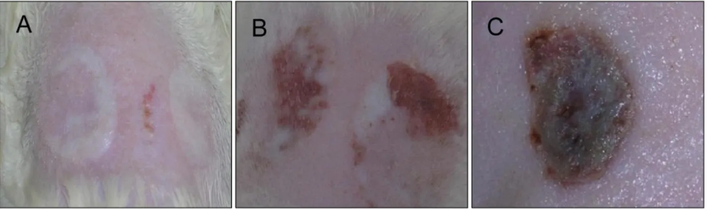 Fig. 2. Skin changes of the scald skin area at different times. (A) Ten minutes after scalding, (B) 1 day after scalding, and (C) 4  days after scalding.