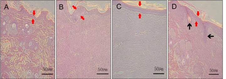 Fig. 4. Hematoxylin and eosin staining of the newly formed tissue in the 3 groups of rats 30 days after transplantation
