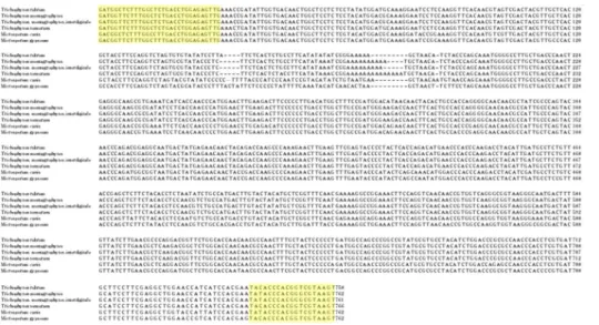 Fig. 1. Nucleotide sequence align- align-ment of metalloproteinase-1 genes of  various dermatophytes