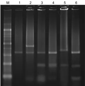 Fig. 2. Restriction fragment length polymorphism patterns  obtained upon DNA digestion with BsrDI